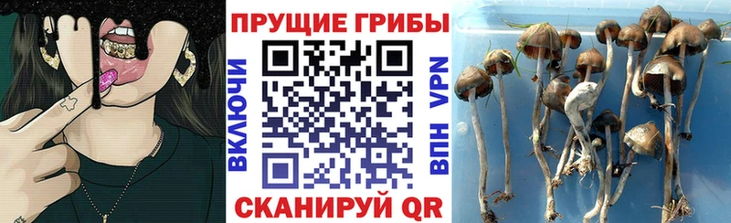 что такое наркотик  Брюховецкая  Псилоцибиновые грибы Psilocybe 